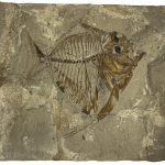 Pesce fossilizzato