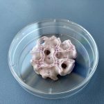 Frammento osseo e di pelle biostampato in 3D