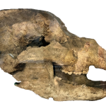 Cranio di Ursus spelaeus